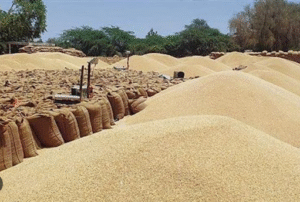 kisan
