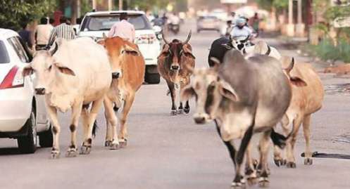 WhatsApp Image 2025-05-05 at 2.07.45 PM